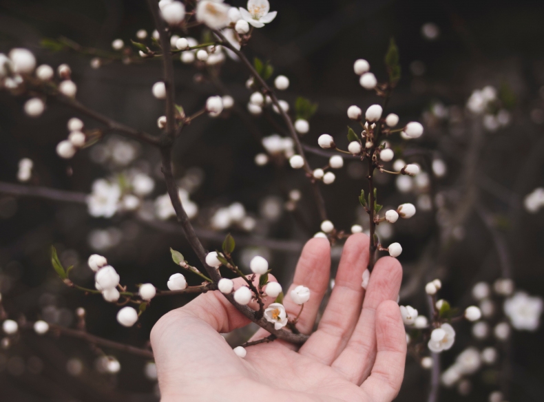 apple-blossom-beautiful-blossom-2106702.jpg